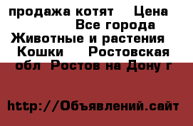 продажа котят  › Цена ­ 15 000 - Все города Животные и растения » Кошки   . Ростовская обл.,Ростов-на-Дону г.